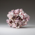 Genuine Purple Acorn Barnacle Coral v.2