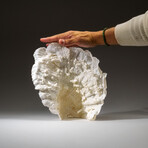 Genuine Lettuce Coral v.5