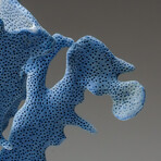 Genuine Blue Ridge Coral v.4