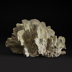 Genuine Green Fire Coral v.3