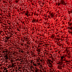 Genuine Red Pipe Organ Coral v.1