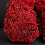 Genuine Red Pipe Organ Coral v.1