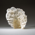 Genuine Lettuce Coral v.5