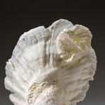 Genuine Lettuce Coral v.5