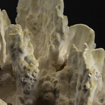 Genuine Green Fire Coral v.4