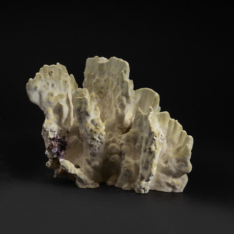 Genuine Green Fire Coral v.4