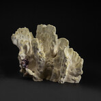 Genuine Green Fire Coral v.4