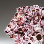 Genuine Purple Acorn Barnacle Coral v.2