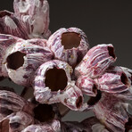 Genuine Purple Acorn Barnacle Coral v.4