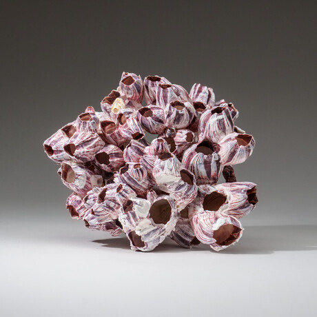 Genuine Purple Acorn Barnacle Coral v.2