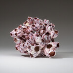 Genuine Purple Acorn Barnacle Coral v.2