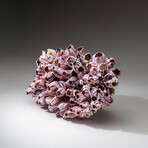 Genuine Purple Acorn Barnacle Coral v.1