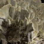 Genuine Green Fire Coral v.3