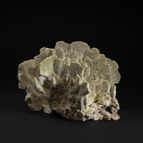 Genuine Green Fire Coral v.3