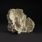 Genuine Green Fire Coral v.4