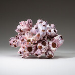 Genuine Purple Acorn Barnacle Coral v.3