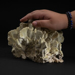 Genuine Green Fire Coral v.3