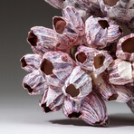 Genuine Purple Acorn Barnacle Coral v.4