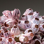 Genuine Purple Acorn Barnacle Coral v.3