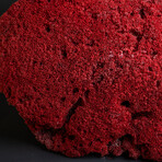 Genuine Red Pipe Organ Coral v.2