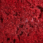 Genuine Red Pipe Organ Coral v.2