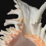 Genuine Ramose Murex Shell
