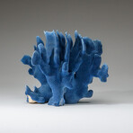 Genuine Blue Ridge Coral v.3