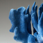 Genuine Blue Ridge Coral v.3