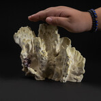 Genuine Green Fire Coral v.4