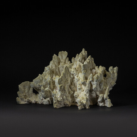 Genuine Green Fire Coral v.2