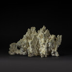 Genuine Green Fire Coral v.2