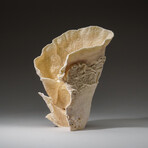 Genuine Lettuce Coral v.4