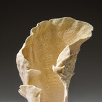 Genuine Lettuce Coral v.4