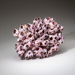 Genuine Purple Acorn Barnacle Coral v.1