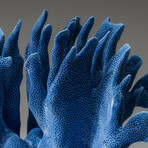 Genuine Blue Ridge Coral v.3