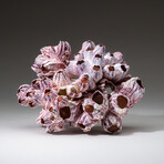 Genuine Purple Acorn Barnacle Coral v.3