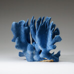 Genuine Blue Ridge Coral v.3