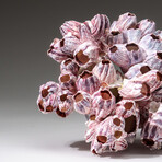 Genuine Purple Acorn Barnacle Coral v.3