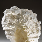 Genuine Lettuce Coral v.5