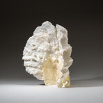 Genuine Lettuce Coral v.5