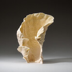 Genuine Lettuce Coral v.4