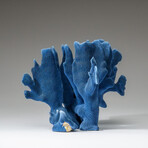 Genuine Blue Ridge Coral v.3