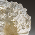 Genuine Lettuce Coral v.5