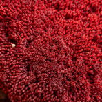 Genuine Red Pipe Organ Coral v.1