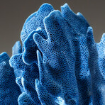 Genuine Blue Ridge Coral v.2