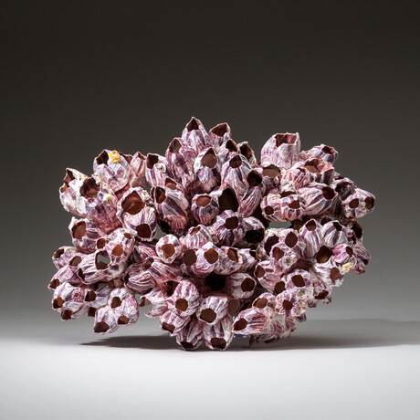 Genuine Purple Acorn Barnacle Coral v.1