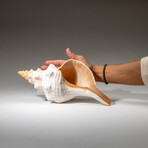 Genuine Horse Conch Shel
