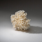 Genuine White Lace Coral v.2