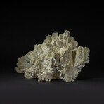 Genuine Green Fire Coral v.2