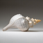 Genuine Horse Conch Shel